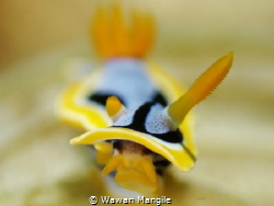 Choromodoris Annae stand up close to the lens by Wawan Mangile 